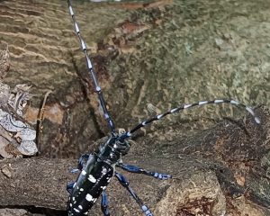 Webgis Servizio Fitosanitario Regionale